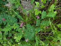 Lathyrus niger 21, Zwarte lathyrus, Saxifraga-Ed Stikvoort : Poncebos s9900