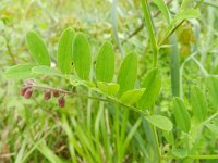Lathyrus niger 9, Zwarte lathyrus, Saxifraga-Rutger Barendse