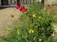 Lathyrus odoratus 2, Welriekende lathyrus, Saxifraga-Rutger Barendse