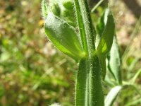 Lathyrus odoratus 3, Welriekende lathyrus, Saxifraga-Rutger Barendse