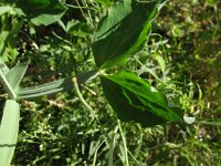 Lathyrus odoratus 4, Welriekende lathyrus, Saxifraga-Rutger Barendse