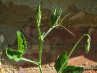 Lathyrus odoratus 5, Welriekende lathyrus, Saxifraga-Rutger Barendse