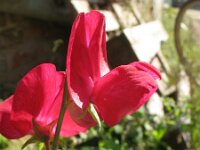 Lathyrus odoratus 6, Welriekende lathyrus, Saxifraga-Rutger Barendse