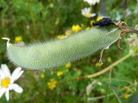 Lathyrus odoratus 7, Welriekende lathyrus, Saxifraga-Rutger Barendse