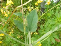 Lathyrus odoratus 8, Welriekende lathyrus, Saxifraga-Rutger Barendse