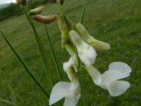 Lathyrus pannonicus 6, Saxifraga-Jasenka Topic
