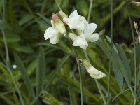 Lathyrus pannonicus ssp asphodeloides 1, Saxifraga-Jan van der Straaten