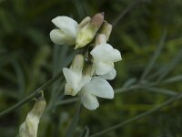 Lathyrus pannonicus ssp asphodeloides 2, Saxifraga-Jan van der Straaten