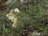 Lathyrus pannonicus ssp pannonicus 7, Saxifraga-Willem van Kruijsbergen
