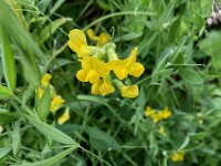 Lathyrus pratensis 24, Veldlathyrus, Saxifraga-Willem van Kruijsbergen