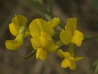 Lathyrus pratensis 7, Veldlathyrus, Saxifraga-Marijke Verhagen