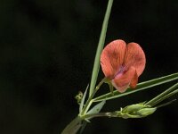 Lathyrus setifolius 2, Saxifraga-Jan van der Straaten