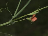 Lathyrus setifolius 3, Saxifraga-Willem van Kruijsbergen