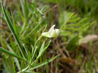 Lathyrus setifolius 4, Saxifraga-Rutger Barendse