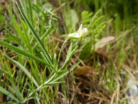 Lathyrus setifolius 5, Saxifraga-Rutger Barendse