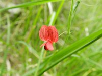 Lathyrus setifolius 6, Saxifraga-Rutger Barendse