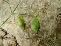 Lathyrus setifolius 7, Saxifraga-Rutger Barendse