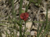 Lathyrus sphaericus 2, Saxifraga-Willem van Kruijsbergen