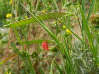 Lathyrus sphaericus 3, Saxifraga-Rutger Barendse