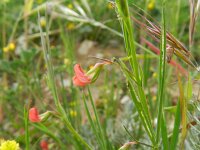 Lathyrus sphaericus 4, Saxifraga-Rutger Barendse
