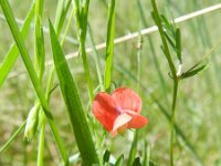 Lathyrus sphaericus 5, Saxifraga-Rutger Barendse