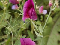 Lathyrus tingitanus 10, Saxifraga-Jan van der Straaten