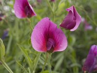 Lathyrus tingitanus 12, Saxifraga-Jan van der Straaten