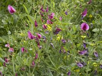 Lathyrus tingitanus 13, Saxifraga-Jan van der Straaten