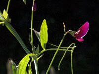 Lathyrus tingitanus 14, Saxifraga-Jan van der Straaten