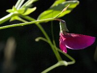 Lathyrus tingitanus 16, Saxifraga-Jan van der Straaten