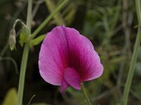 Lathyrus tingitanus 17, Saxifraga-Willem van Kruijsbergen