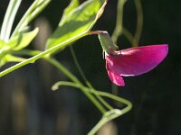 Lathyrus tingitanus 18, Saxifraga-Jan van der Straaten