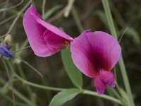 Lathyrus tingitanus 19, Saxifraga-Willem van Kruijsbergen