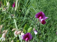 Lathyrus tingitanus 2, Saxifraga-Jan van der Straaten