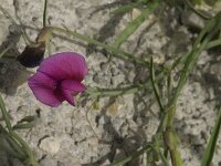 Lathyrus tingitanus 20, Saxifraga-Jan van der Straaten