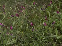 Lathyrus tingitanus 21, Saxifraga-Willem van Kruijsbergen