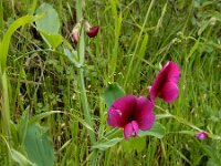 Lathyrus tingitanus 23, Saxifraga-Ed Stikvoort
