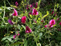 Lathyrus tingitanus 24, Saxifraga-Ed Stikvoort