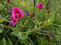 Lathyrus tingitanus 25, Saxifraga-Ed Stikvoort
