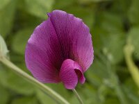 Lathyrus tingitanus 4, Saxifraga-Willem van Kruijsbergen