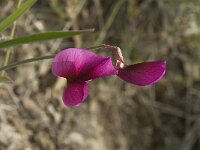 Lathyrus tingitanus 5, Saxifraga-Jan van der Straaten