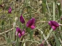 Lathyrus tingitanus 6, Saxifraga-Jan van der Straaten