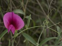 Lathyrus tingitanus 9, Saxifraga-Jan van der Straaten