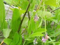 Lathyrus vernus 11, Voorjaarslathyrus, Saxifraga-Rutger Barendse