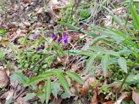 Lathyrus vernus 12, Voorjaarslathyrus, Saxifraga-Rutger Barendse