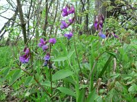 Lathyrus vernus 13, Voorjaarslathyrus, Saxifraga-Jan Willem Jongepier