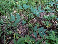 Lathyrus vernus 14, Voorjaarslathyrus, Saxifraga-Ed Stikvoort