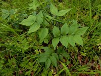 Lathyrus vernus 15, Voorjaarslathyrus, Saxifraga-Ed Stikvoort