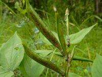 Lathyrus vernus 16, Voorjaarslathyrus, Saxifraga-Ed Stikvoort