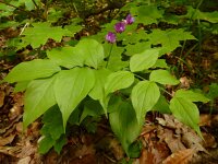 Lathyrus vernus 17, Voorjaarslathyrus, Saxifraga-Ed Stikvoort